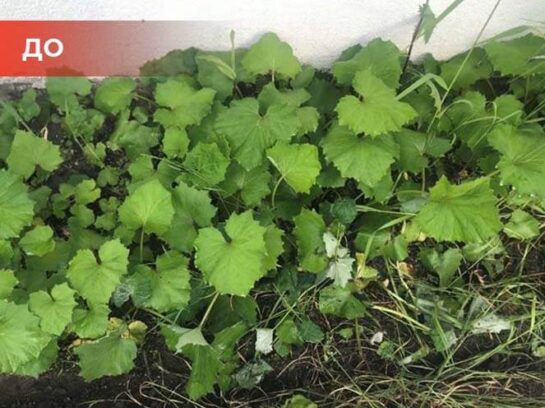 Биогербицид Weed Killer
