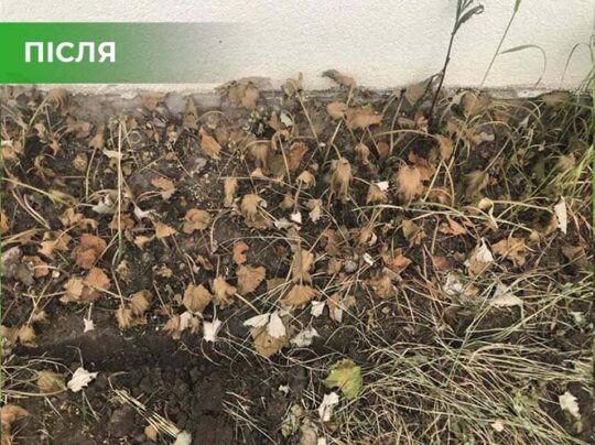 Біогербіцид суцільної дії не токсичний, Купити, Україна.