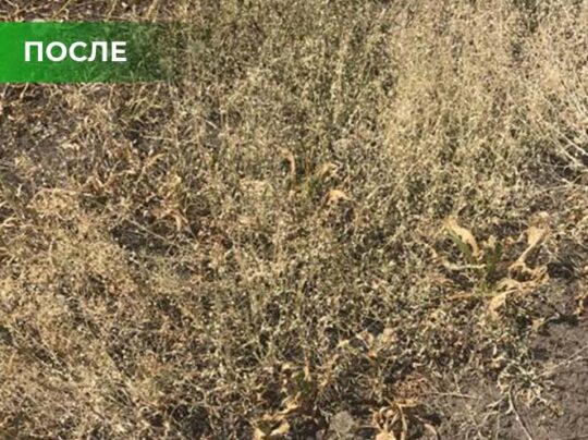 Биогербицид Weed Killer