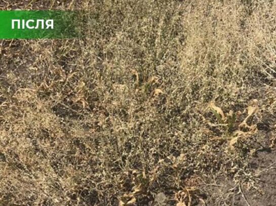 Біогербіцид суцільної дії не токсичний, Купити, Україна.