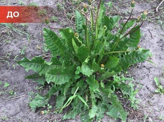 Биогербицид Weed Killer