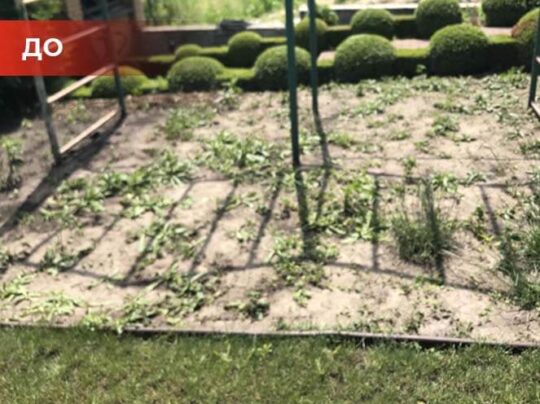 Биогербицид Weed Killer