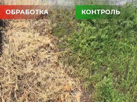 Биогербицид