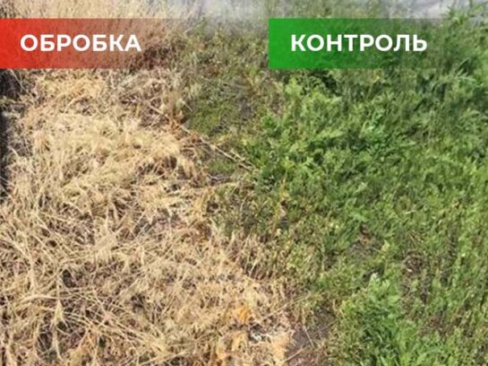 Біогербіцид