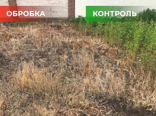 Біогербіцид